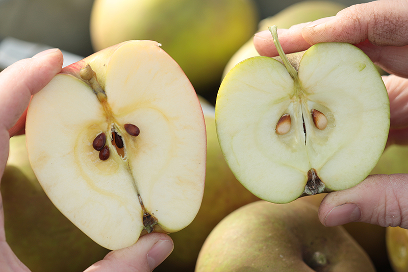 Appels zijn plukrijp wanneer de pitten rijp zijn.